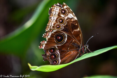 Morpho Peleides