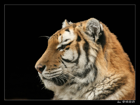 Siberische tijger