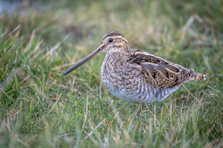 Watersnip - Deze Watersnip ging er even mooi voor staan. - foto door KlaasJohannes op 16-03-2025 - deze foto bevat: vogel, bek, vleugel, watersnip, dowitchers, wilde dieren, veerkracht, landdier, waadvogel, strandvogels