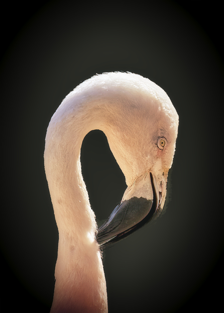 Chileense Flamingo