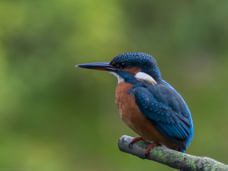 IJsvogel