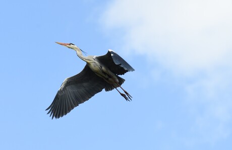 Blauwe reiger