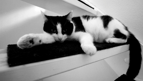 Are you looking at me ?