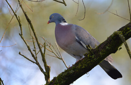 Houtduif (Columba Palumbus)