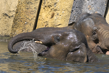 Olifant 
