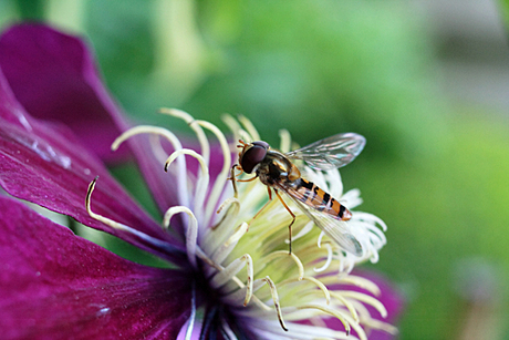 Wesp bij clematis