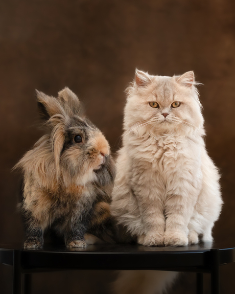 Portret met snorharen