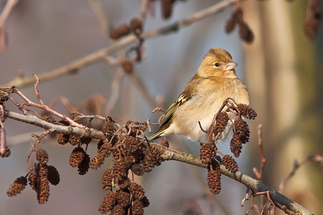 Vink (Fringilla coelebs)