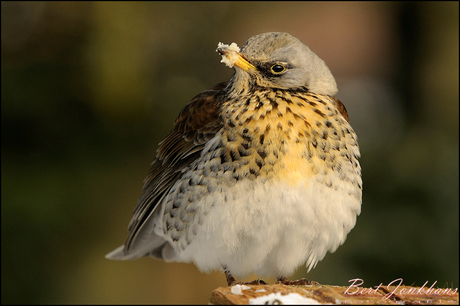 Kramsvogel