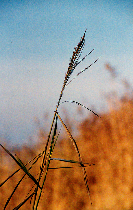 Lonely Grass