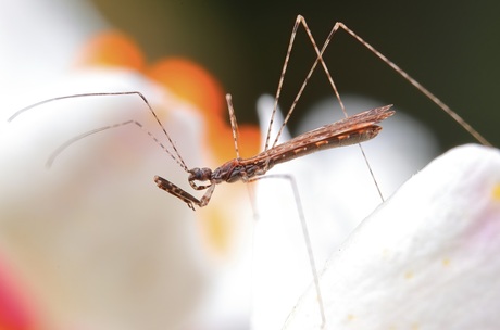 Schaarse Muggenwants