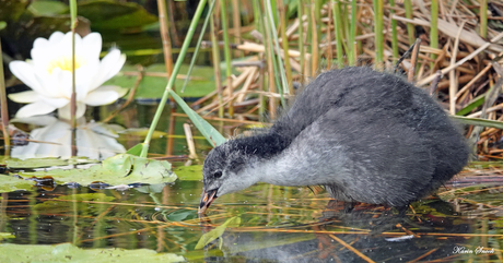 "Jong meerkoetje..."