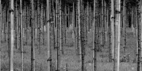 Bomen Bakermat