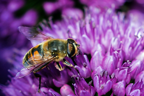 Nog een die even komt buurten op de Allium