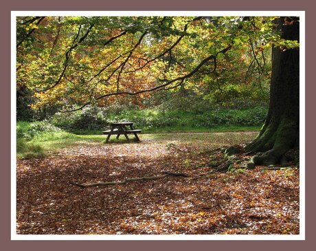 De herfst in het Mastbos