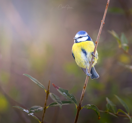Winter acrobat - Blue tit - Pimpelmees - Γαλαζοπαπαδίτσα