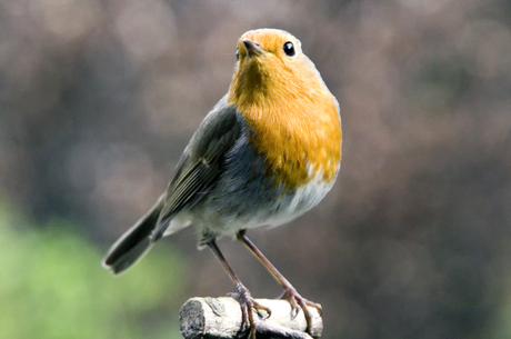 Roodborst in tuinstudio