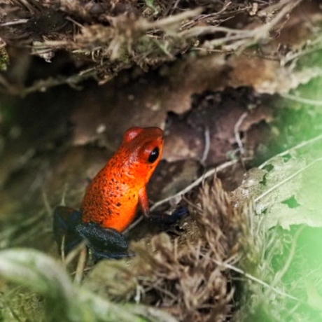 Blue jeans frog