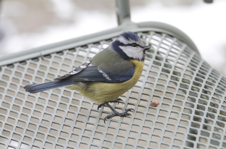 5DmkII goed genoeg voor vogels.