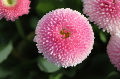 pink flower