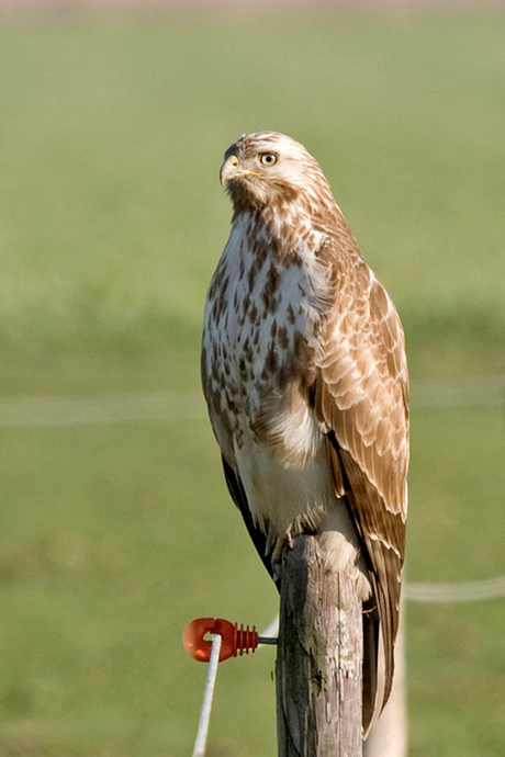 Buizerd