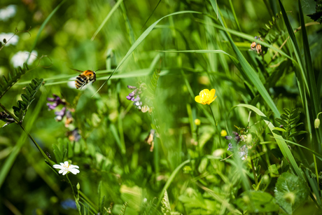 Op Zoek Naar Nectar