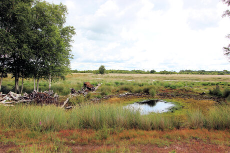 Bargerveen - Zuid Oost Drenthe