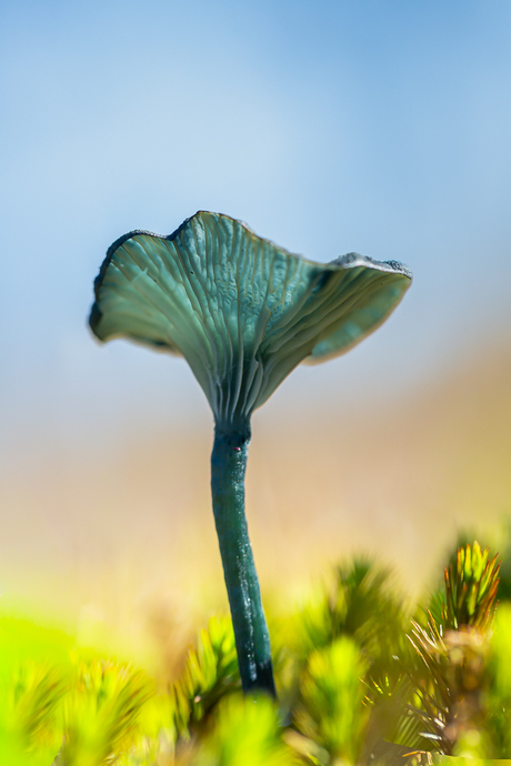 blauwgroen trechtertje in tegenlicht