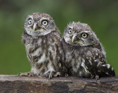 2 jonge steenuiltjes.