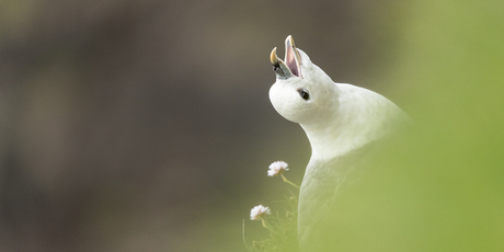 Noordse stormvogel op de Faeroër eilanden