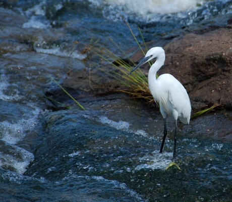 Witte Reiger