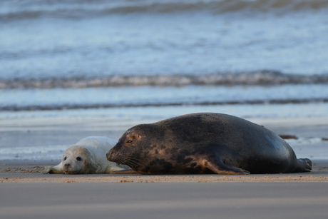 Juveniele zeehond en moeder zeehond