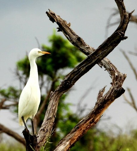 Bird in tree