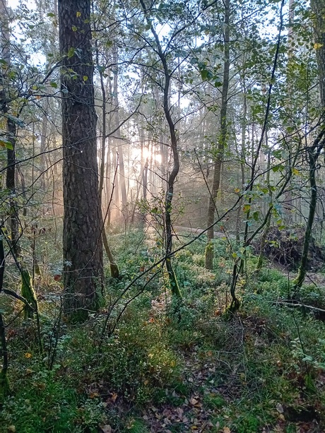 Natuurlijk licht