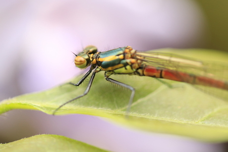 Libelle in de blauwe regen