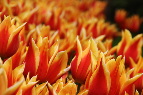 Keukenhof 2014