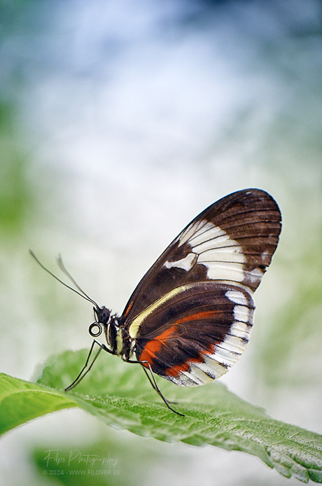 Heliconius cydno galanthus