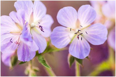 Geranium soft