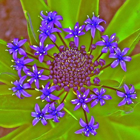 Peruaanse Sterhyacint 