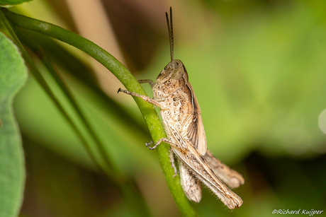 Snortikker (Chorthippus mollis)