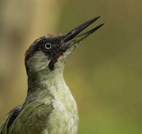 Groene specht 