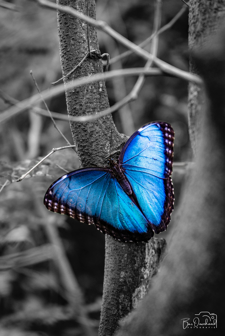 Blauwe Morpho - B&W