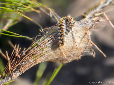 Dennenprocessierups (Thaumetopoea pityocampa)