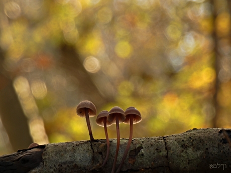 Vier-op-een-rij.....