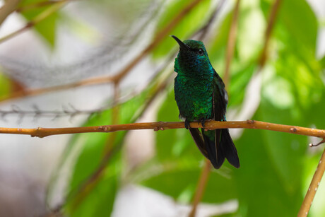 Blauwstaart Smaragd Kolibri