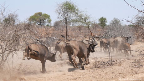 Kudde buffels in galop