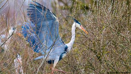 Blauwe Reiger