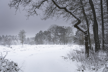 Stilte voor de sneeuwstorm