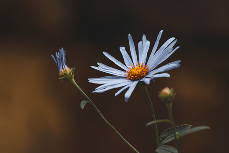 Aster