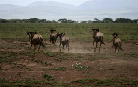 Wildebeest migratie in serengeti